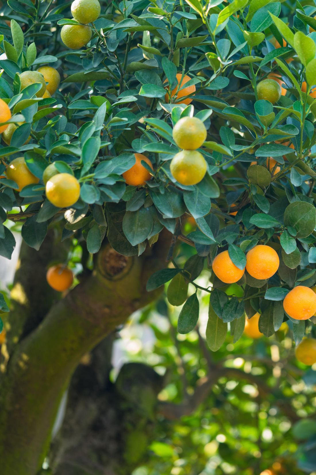 Fruit Garden